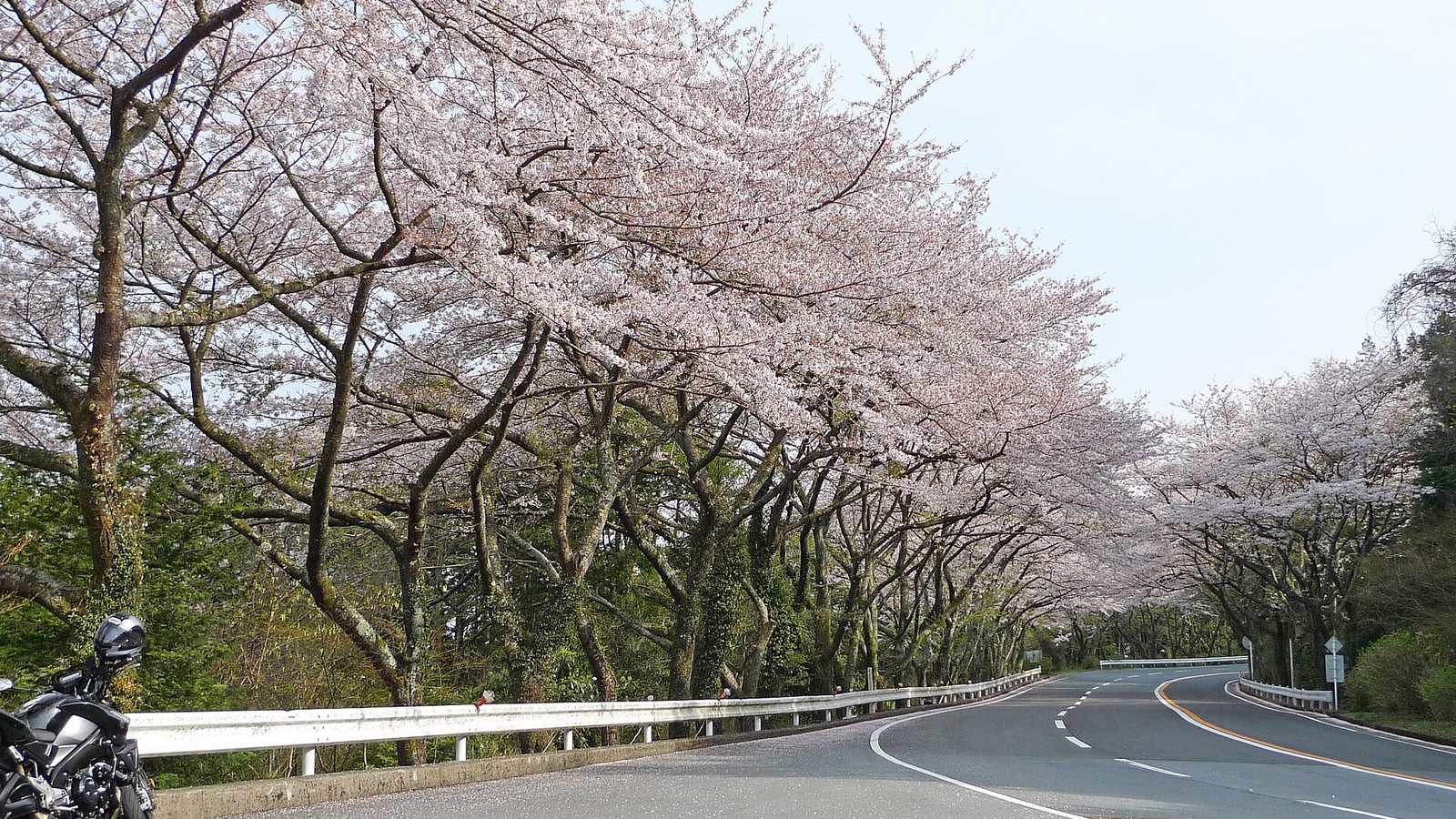 A wide curve on the Hakone Turnpike lined with cherry blossom
